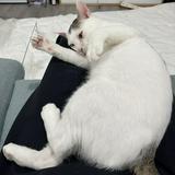 由 f8993299298878 (刊登 ID 1383927961，圖片 1) 提交，位於 的 (類別：)，說明：。