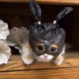 (Category: ) located in . Submitted by gogojes2 (Listing ID 1381202499, Image 1). Description: .