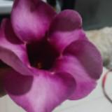 (Category: ) located in . Submitted by momsknowsbest (Listing ID 1377524870, Image 1). Description: .