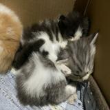 (Category: ) located in . Submitted by wantuu (Listing ID 1377755126, Image 1). Description: .
