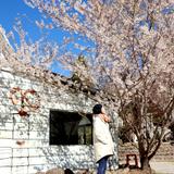 由 chuehchueh212 (刊登 ID 1381695634，圖片 1) 提交，位於 的 (類別：)，說明：。