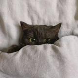 （分類：）位於 。 由 00101130315 提交（商品編號 1324038107，圖片 1）。簡介： 。