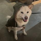 由 avooooo_ (刊登 ID 1367589555，圖片 1) 提交，位於 的 (類別：)，說明：。