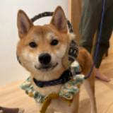 由 milbon-bon (刊登 ID 1379292486，圖片 1) 提交，位於 的 (類別：)，說明：。