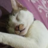 (Kategori: ) berada di . Dikirim oleh prelovedchezii (ID iklan 1368764871, Gambar 1). Deskripsi: .
