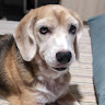 (Category: ) located in . Submitted by burgerdog27 (Listing ID 1377454718, Image 1). Description: .