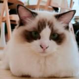 (Category: ) located in . Submitted by catlover227 (Listing ID 1368352545, Image 1). Description: .