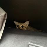 (Category: ) located in . Submitted by fafaahhh (Listing ID 1375626874, Image 1). Description: .