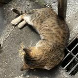（分類：）位於 。 由 kittensarecute___ 提交（商品編號 1368888760，圖片 1）。簡介： 。