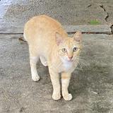 (Kategori: ) berada di . Dikirim oleh rafmuzhar (ID iklan 1357392785, Gambar 1). Deskripsi: .