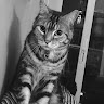 (Category: ) located in . Submitted by mila81 (Listing ID 1369215662, Image 1). Description: .