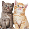 (Kategori: ) berada di . Dikirim oleh ellissisw64046 (ID iklan 1369234014, Gambar 1). Deskripsi: .