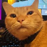 (Category: ) located in . Submitted by popycramsibal (Listing ID 1370357582, Image 1). Description: .