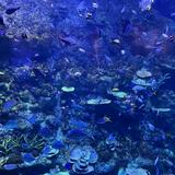 (Kategori: ) berada di . Dikirim oleh qndyana (ID iklan 1339260615, Gambar 1). Deskripsi: .