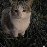 (Kategori: ) berada di . Dikirim oleh aishaa02 (ID iklan 1385879640, Gambar 1). Deskripsi: .