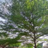 (Kategori: ) berada di . Dikirim oleh bluebutbetter (ID iklan 1370194514, Gambar 1). Deskripsi: .