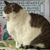 由 h3437412070980 (刊登 ID 1383784300，圖片 1) 提交，位於 的 (類別：)，說明：。