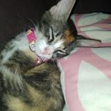 (Category: ) located in . Submitted by anissx94 (Listing ID 1462424164, Image 1). Description: .