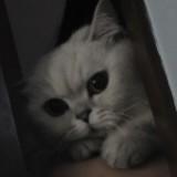 （分類：）位於 。 由 3hkggg 提交（商品編號 1366283735，圖片 1）。簡介： 。