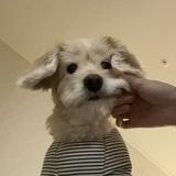 由 tiiky (刊登 ID 1379649310，圖片 1) 提交，位於 的 (類別：)，說明：。
