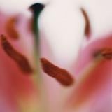 (Kategori: ) berada di . Dikirim oleh blurredmoon (ID iklan 1369647210, Gambar 1). Deskripsi: .