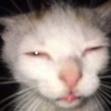 (Category: ) located in . Submitted by dumbbykes (Listing ID 1377472495, Image 1). Description: .
