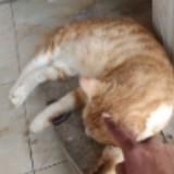 (Kategori: ) berada di . Dikirim oleh farmanda2423 (ID iklan 1385774289, Gambar 1). Deskripsi: .