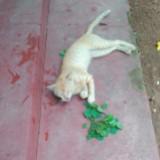 (Category: ) located in . Submitted by tukaz (Listing ID 1323223781, Image 1). Description: .