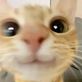 (Category: ) located in . Submitted by 0_bigchungus_0 (Listing ID 1380966273, Image 1). Description: .