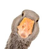 (Category: ) located in . Submitted by quackerhouse (Listing ID 1377374201, Image 1). Description: .