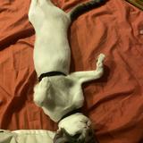 (Category: ) located in . Submitted by criza01 (Listing ID 1458636047, Image 1). Description: .