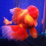 (Category: ) located in . Submitted by oranda56 (Listing ID 1362866405, Image 1). Description: .