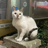 由 tyty. (刊登 ID 1381923583，圖片 1) 提交，位於 的 (類別：)，說明：。