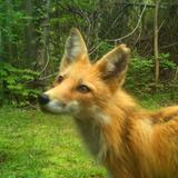 (Kategori: ) berada di . Dikirim oleh acuriouslittlefox (ID iklan 1384517342, Gambar 1). Deskripsi: .