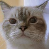 (Kategori: ) berada di . Dikirim oleh loveending (ID iklan 1301759432, Gambar 1). Deskripsi: .