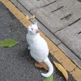 (分類:)位於 。 由 naomi_ouo 提交(商品編號 1447303197,圖片 1)。簡介: 。