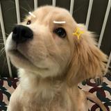 (Category: ) located in . Submitted by goldendoggey (Listing ID 1362600192, Image 1). Description: .