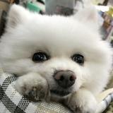 由 wsx7782763377 (刊登 ID 1370374704，圖片 1) 提交，位於 的 (類別：)，說明：。