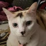 (Category: ) located in . Submitted by ariezrashaad (Listing ID 1435065976, Image 1). Description: .