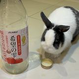由 dutchrabbitm (刊登 ID 1382011155，圖片 1) 提交，位於 的 (類別：)，說明：。