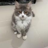 (Kategori: ) berada di . Dikirim oleh preloovedbyayu (ID iklan 1346190131, Gambar 1). Deskripsi: .