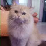 (Kategori: ) berada di . Dikirim oleh prelovedm26 (ID iklan 1383304294, Gambar 1). Deskripsi: .