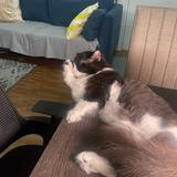 (Category: ) located in . Submitted by useful_secondhands (Listing ID 1371041456, Image 1). Description: .