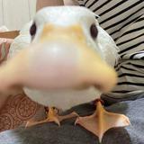（分類：）位於 。 由 wytlol 提交（商品編號 1376387733，圖片 1）。簡介： 。