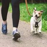 (分類:)位於 。 由 dog_helpers 提交(商品編號 1442131709,圖片 1)。簡介: 。