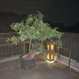 由 dwans (刊登 ID 1350969595，圖片 1) 提交，位於 的 (類別：)，說明：。