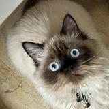 (Kategori: ) berada di . Dikirim oleh blueming.pl (ID iklan 1371485730, Gambar 1). Deskripsi: .