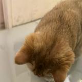 （分類：）位於 。 由 w_steven 提交（商品編號 1384503536，圖片 1）。簡介： 。