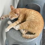 (Kategori: ) berada di . Dikirim oleh appaajadijual (ID iklan 1371650916, Gambar 1). Deskripsi: .