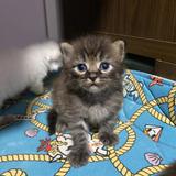(Category: ) located in . Submitted by dzulesai (Listing ID 1347967519, Image 1). Description: .